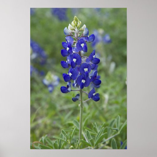 Poster photo du Fleur sauvage du Texas Bluebonnet (Devant)