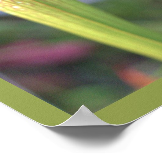 Poster photo du Plante White Pitcher (Coin)