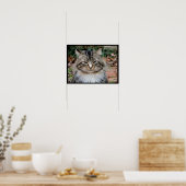 Poster photo du Portrait de chat de Maine Coon (Cuisine)