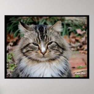 Poster photo du Portrait de chat de Maine Coon
