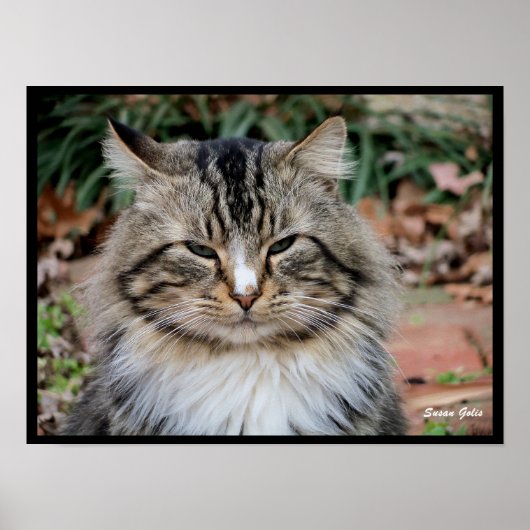Poster photo du Portrait de chat de Maine Coon (Devant)