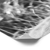 Poster Photo du profil du tigre B&W (Coin)