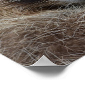 Poster Photo du Raccoon mignon (Coin)