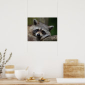Poster Photo du Raccoon mignon (Cuisine)