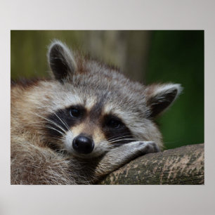 Poster Photo du Raccoon mignon