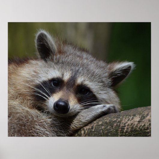 Poster Photo du Raccoon mignon (Devant)