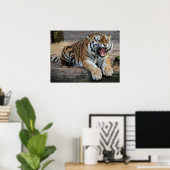 Poster photo du tigre en colère (Bureau à domicile)