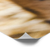 POSTER PHOTO DU VISAGE DE TIGER (Coin)