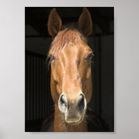 Photo du visage du cheval