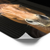 Poster Photo du visage du cheval (Coin)