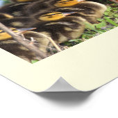 Poster photo Ducklings (Coin)