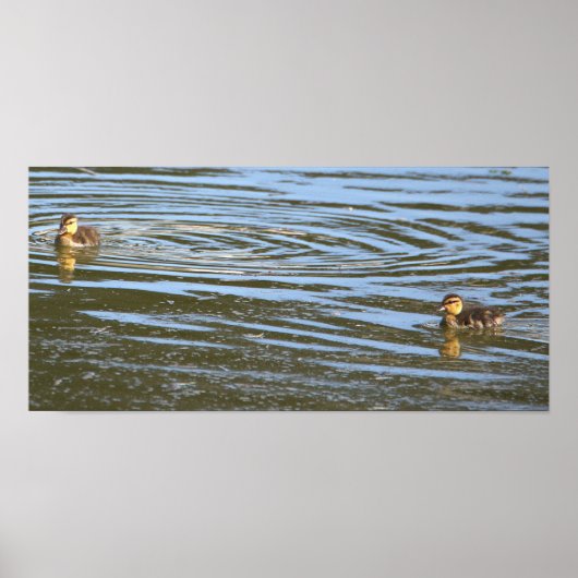 Poster photo Ducklings (Devant)