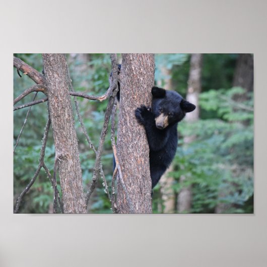 Poster Photo d'un adorable ourson noir dans un arbre (Devant)