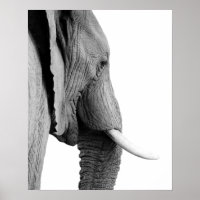 Photo d'un animal sauvage africain d'éléphant noir