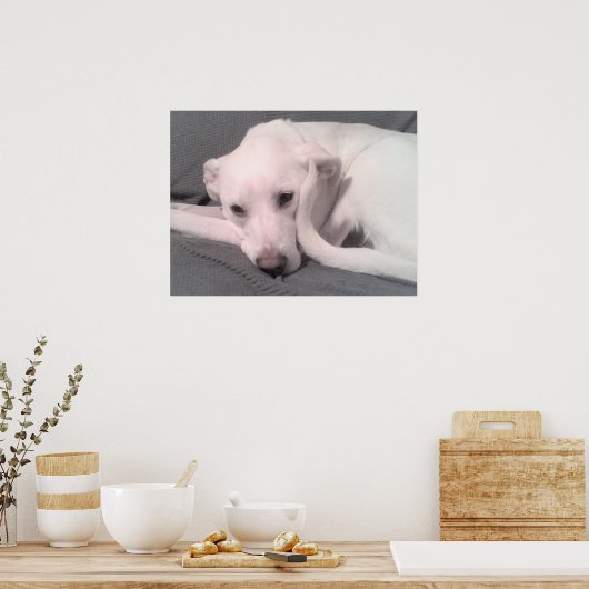Poster Photo d'un chien blanc avec queue courbée contre v (Cuisine)