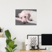 Poster Photo d'un chien blanc avec queue courbée contre v (Bureau à domicile)