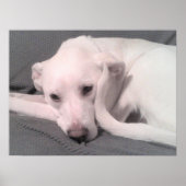 Poster Photo d'un chien blanc avec queue courbée contre v (Devant)