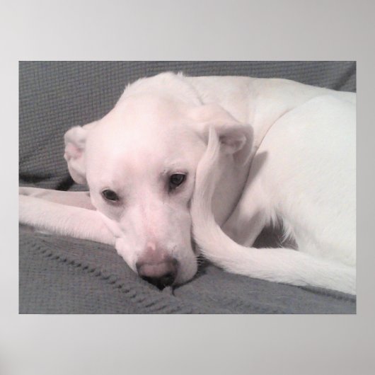 Poster Photo d'un chien blanc avec queue courbée contre v (Devant)