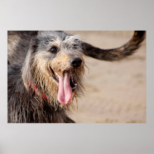 Poster Photo d'un chien heureux à la plage