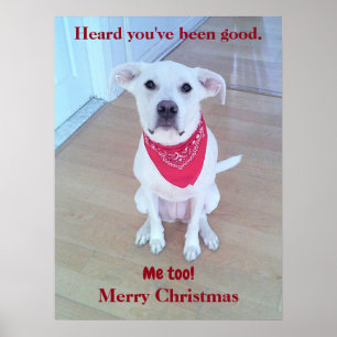 Poster Photo d'un chien mignon avec des oreilles drôles q