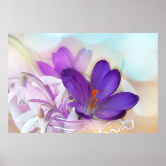 Poster Photo d'un joli Crocus de printemps violet (Devant)