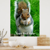 Poster Photo d'un mignon écureuil dans un jardin (Cuisine)