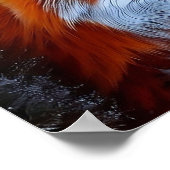 Poster Photo d'un Renard Rouge dans la neige (Coin)