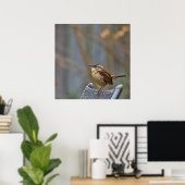 Poster Photo d'une Carolina Wren amicale. (Bureau à domicile)