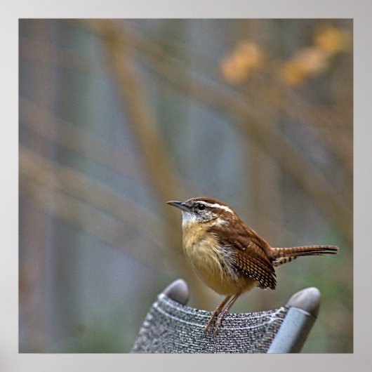 Poster Photo d'une Carolina Wren amicale. (Devant)