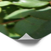 Poster Photo d'une rose rose en fleurs (Coin)