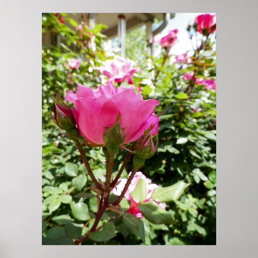 Poster Photo d'une rose rose en fleurs (Devant)