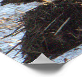 Poster photo Eagles (Coin)