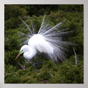 Poster photo Egret