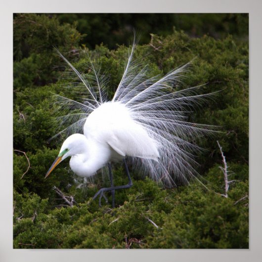 Poster photo Egret (Devant)