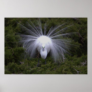 Poster photo Egret