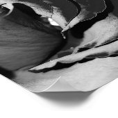 Poster photo Elegant Black and White Rose (Coin)