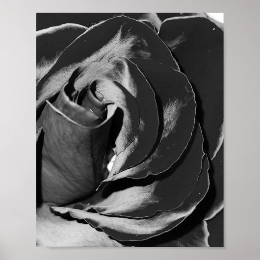 Poster photo Elegant Black and White Rose (Devant)