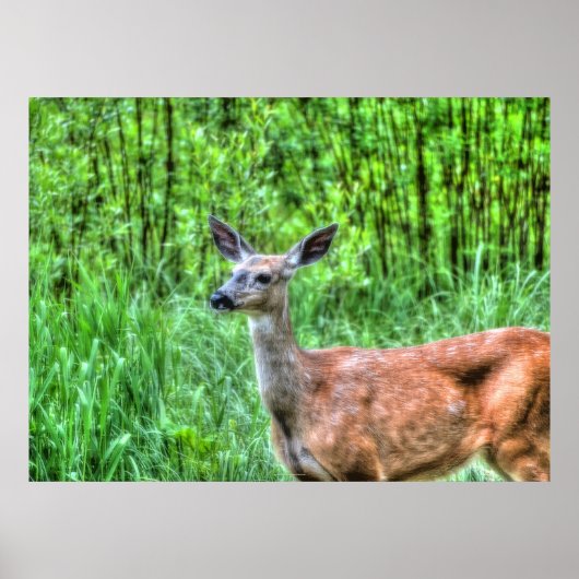 Poster Photo Elégante Doe Femme Deer Wildlife (Devant)