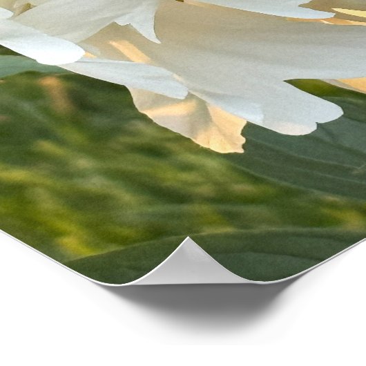 Poster photo en fleurs blanches (Coin)