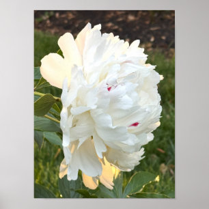 Poster photo en fleurs blanches