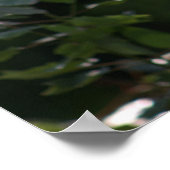 Poster photo en fleurs blanches (Coin)