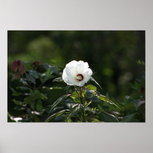 Poster photo en fleurs blanches