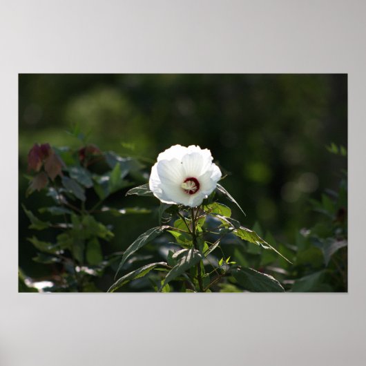 Poster photo en fleurs blanches (Devant)