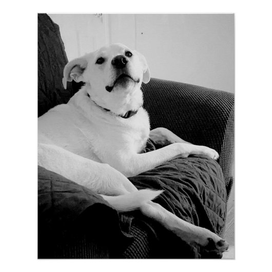 Poster Photo en noir et blanc de Talking Dog Print (Devant)