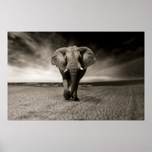 Poster Photo en noir et blanc d'un éléphant africain,