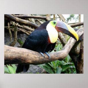 Poster Photo énorme d'un beau toucan !