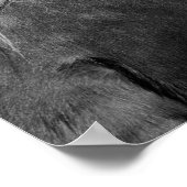 Poster Photo équestre de cheval noir et blanc (Coin)