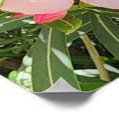 Poster Photo Fleur du désert Willow (Coin)