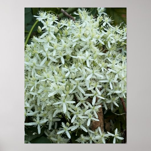Poster photo Fleur sauvage blanc (Devant)