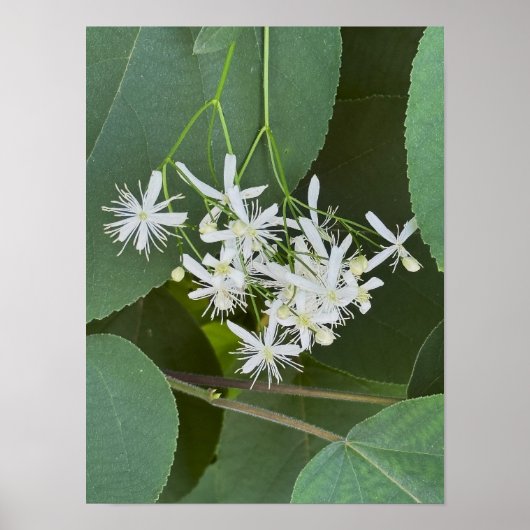 Poster photo Fleur sauvage blanc (Devant)